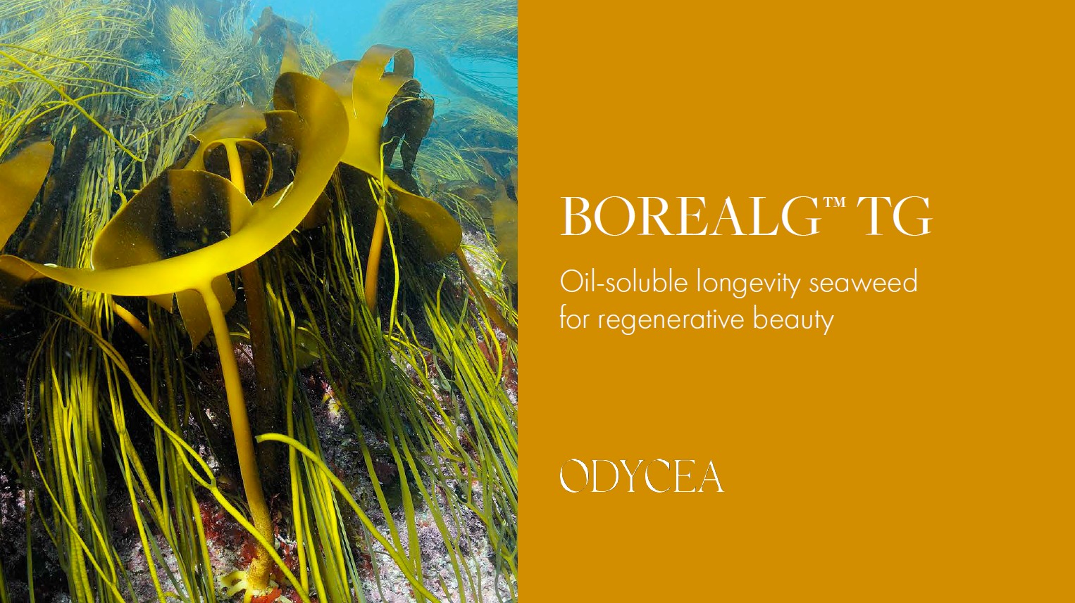 ODYCEA Borealg TG - Longevity-Alge